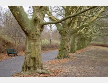 Reihe von großen, grünlich gefleckten Bäumen entlang eines gepflasterten Weges, der von Herbstlaub bedeckt ist, mit einer grünen Parkbank links im Vordergrund. Im Hintergrund sind kahle Büsche und Bäume sichtbar.