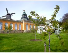 Das Bild zeigt eine historische Orangerie mit gelb-orangen Wänden und großen, symmetrisch angeordneten Fenstern. Im Vordergrund befinden sich eine blühende Obstbaumwiese und ein Baum mit weißen Blüten, während im Hintergrund eine Windmühle auf dem Gebäude sichtbar ist.