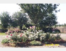 Ein Gartenbereich mit Rosensträuchern in verschiedenen Farben, umgeben von Bäumen und einem gepflasterten Weg. Im Hintergrund sind ein Holzzaun und eine weitläufige, ländliche Wiese erkennbar.