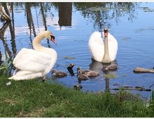 Eine Szene mit zwei Schwänen und mehreren Küken in einem ruhigen, von Wasserpflanzen bewachsenen Teich. Im Vordergrund befindet sich eine grasbewachsene Uferzone.