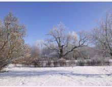 Schneebedeckte Landschaft mit Bäumen in einer offenen Parkumgebung. Die verzweigten Äste sind mit einer leichten Schneeschicht bedeckt, und der Himmel ist klar und blau.