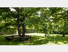 Ein großer Baum mit ausladenden Ästen steht in einem grünen Park. Um den Stamm des Baumes herum befindet sich eine halbkreisförmige Holzbank, und im Hintergrund sind Hecken und weitere Bäume zu sehen.