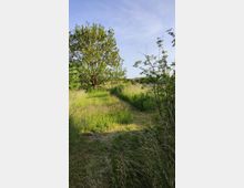 Ein natürlicher Pfad führt durch eine Wiese mit hohem Gras und einzelnen Wildpflanzen, flankiert von Bäumen und Büschen. Im Hintergrund ist ein größerer Baum sichtbar, und darüber erstreckt sich ein klarer blauer Himmel.