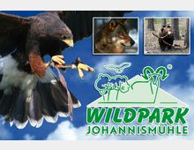 Ein Werbebild für den Wildpark Johannismühle mit einem Greifvogel im Flug im Vordergrund, sowie zwei kleinen Bildern von einem Wolf und einem Bären vor natürlichen Hintergründen. Das Logo des Wildparks mit stilisierten Bäumen und geschwungenen grünen Linien ist prominent dargestellt.
