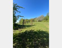 Grüne Wiese mit vereinzelten Bäumen und Sträuchern, umgeben von einem lichten Wald und einem alten, schrägen Holzzaun. Klare, blaue Himmel bedeckt die Szenerie.