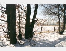Verschneite Landschaft mit mehreren kahlen Bäumen im Vordergrund. Im Hintergrund ist eine offene, schneebedeckte Wiese zu sehen, die von einem einfachen Drahtzaun begrenzt wird.