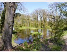 Waldlandschaft mit einem kleinen Teich, der von Grasinseln durchzogen ist und von hohen, teils mit Efeu bewachsenen Bäumen umgeben wird. Im Vordergrund ist ein großer Baumstamm, während der blaue Himmel durch die Baumkronen sichtbar ist.