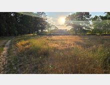 Weite Wiesenfläche mit hohem, trockenem Gras, umgeben von Baumgruppen; links verläuft ein schmaler Sandweg am Rand entlang. Tief stehende Sonne mit Lensflare erhellt die Lichtung vor einem bewaldeten Hintergrund.