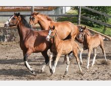 Vier braune Pferde, darunter zwei erwachsene Tiere und zwei Fohlen, laufen auf einem sandigen Auslauf in einem eingezäunten Bereich mit einer Mauer und Holzzaun im Hintergrund. Im Hintergrund sind Bäume und Gebäudeteile zu sehen.