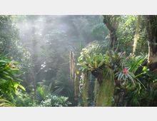 Dichter tropischer Dschungel mit üppiger Vegetation, darunter Farnpflanzen, Palmenblätter und auf Bäumen wachsende Bromelien. Sanft einfallendes Sonnenlicht erzeugt eine neblige Atmosphäre zwischen den Pflanzen.