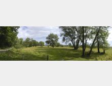 Weite Wiesenlandschaft mit vereinzelt stehenden Bäumen und einem unbefestigten Weg, der durch die grüne Fläche führt. Im Hintergrund befinden sich größere Baumgruppen, und der Himmel ist teilweise bewölkt.