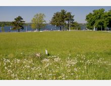Grüne Wiese mit Löwenzahn im Vordergrund, im Hintergrund stehen einzelne Bäume neben einem Zaun mit Blick auf einen See und bewaldete Ufer. Der Himmel ist klar und blau.