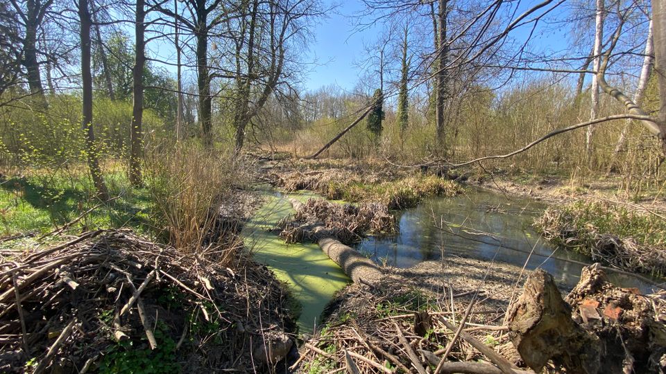 Blick auf einen naturnahen Bachlauf im Wald mit flachem Wasser, teils von grünem Algenbelag bedeckt, umgeben von Schilf, Ästen und Totholz. Im Hintergrund stehen hohe, überwiegend kahle Laubbäume unter blauem Himmel.