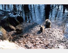 Drei Nutrias stehen auf einem schlammigen Ufer mit Laub nahe einem ruhigen Fluss, dessen Wasser reflektierende Bäume am anderen Ufer zeigt. umliegende Vegetation ist leicht von Schnee bedeckt.