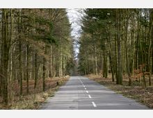 Asphaltierte Straße, die geradeaus durch einen Wald mit kahlen und immergrünen Bäumen führt; am Straßenrand befinden sich Gräben und spärliche Vegetation.