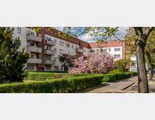 Mehrstöckiges Wohngebäude mit hellen Fassaden und roten Ziegeldetails, umgeben von gepflegten Hecken, Bäumen und einem blühenden rosa Magnolienbaum. Im Vordergrund verläuft ein gepflasterter Gehweg mit Schatten von Bäumen.