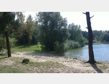 Sandiges Seeufer mit einzelnen Bäumen im Vordergrund, umgeben von dichter Vegetation und Schilf am Wasserrand. Im Hintergrund ist eine ruhige Waldlandschaft zu sehen.