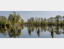 Ein ruhiger See mit mehreren gelben Holzpfählen, die aus dem Wasser ragen, umgeben von dichter Vegetation und Bäumen, deren Spiegelungen auf der Wasseroberfläche sichtbar sind. Im Hintergrund eine Mischung aus Weiden und anderen Laubbäumen unter einem klaren Himmel.