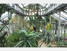 Ein Gewächshaus mit großen Glaswänden und -dach, das verschiedenartige Sukkulenten, darunter Aloe-Pflanzen und Kakteen, sowie andere tropische Pflanzen beherbergt. Metallene Wege und tragende Strukturen durchziehen den Raum.