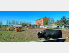 Eine Weide mit mehreren schottischen Hochlandrindern, umgeben von einem niedrigen Zaun. Im Hintergrund stehen Bäume, Schuppen und ein großes, mehrstöckiges Backsteingebäude vor klarem, blauem Himmel.