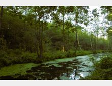 Waldlandschaft mit einem schmalen, ruhigen Gewässer, das teilweise von grünem Algenbewuchs bedeckt ist. Hohe Bäume säumen das Ufer, umgeben von dichtem Unterholz und Farnen.