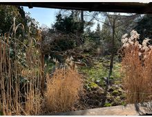 Garten mit wildem Bewuchs, umgeben von hohen Gräsern, Bäumen und Sträuchern. Im Vordergrund ragen vertrocknete Grashalme in die Höhe, während im Hintergrund ein kleiner, unebener Rasen von Schatten und Sonnenlicht durchzogen ist.