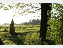 Eine sonnige Landschaft mit einer Wiese im Vordergrund, begrenzt durch Bäume und Sträucher. In der Mitte steht ein abgebrochener Baumstumpf, während im Hintergrund ein Wald sichtbar ist.