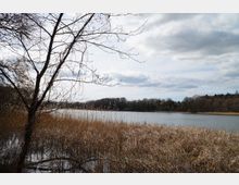 Ein See mit Schilf am Ufer, umgeben von kahlen Bäumen und einem Wald im Hintergrund unter einem bewölkten Himmel. Im Vordergrund steht ein einzelner, blattloser Baum.