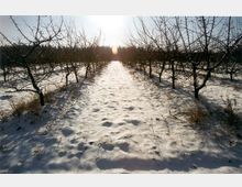 Schneebedeckter Obstgarten mit kahlen Bäumen, die in gleichmäßigen Reihen stehen, unter einem tief stehenden Sonnenlicht. Im Hintergrund ist ein bewaldeter Horizont sichtbar.
