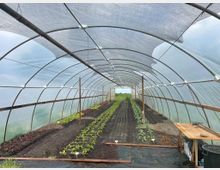 Ein Gewächshaus mit transparenter, bogenförmiger Plastikabdeckung, das mehrere Reihen von jungen Pflanzen beherbergt, die in Erde gepflanzt sind. Am rechten Rand steht ein Holztisch, und im Hintergrund ist eine Wiese außerhalb des Gewächshauses sichtbar.