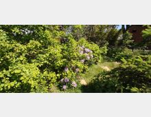 Garten mit dichtem, grünem Laub und blühenden Sträuchern mit violetten Blüten, umgeben von Rasen und einzelnen Nadelbäumen. Im Hintergrund sind Zäune und ein rotes Gebäude sichtbar.