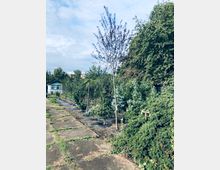 Gartenanlage mit gepflastertem Weg, jungen Bäumen, Sträuchern und kleinen Tannen. Im Hintergrund ist eine kleine grüne Gartenlaube zu sehen, umgeben von dichter Vegetation.