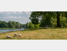 Schafherde auf einer Wiese am Ufer eines Flusses mit Bäumen im Hintergrund, daneben eine kleine Holzbrücke über das Wasser. Ein großer Baum spendet Schatten auf der rechten Seite des Bildes.