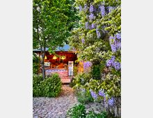 Steingepflasterter Weg führt zu einem kleinen Café mit Backsteinfassade und beleuchtetem Tresen, umgeben von dichtem Grün und blühendem lila Blauregen.