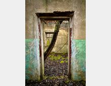 Blick durch einen Türrahmen in einem verfallenen Gebäude mit verwitterten Wänden in beige und grün. Im Raum wächst ein Baum, der Boden ist mit Moos und Laub bedeckt, und im Hintergrund ist ein weiteres Fenster der Ruine sichtbar.