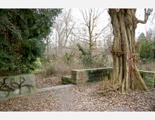 Ein überwuchertes Naturgebiet mit kahlen Bäumen und dichten Sträuchern im Hintergrund. Im Vordergrund steht ein großer Baumstamm neben einer alten, moosbewachsenen Steinmauer, die mit Graffiti bedeckt ist. Der Boden ist von Herbstlaub bedeckt.