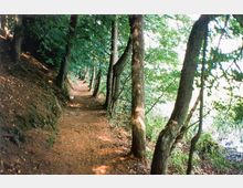 Waldweg mit dicht stehenden Bäumen, die den Pfad umsäumen. Rechts ist ein Gewässer durch die Bäume hindurch sichtbar, der Boden besteht aus Erde und Laub.