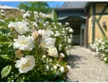 Nahaufnahme von weißen Rosenblüten im Vordergrund eines Gartens, mit einem gepflasterten Weg, der zu einem Gebäude mit Fachwerkelementen und einem geschwungenen Vordach führt. Im Hintergrund sind weitere Pflanzen und ein sonniger, grüner Außenbereich zu sehen.