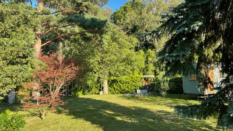 Großer, sonniger Garten mit gepflegter Rasenfläche, umgeben von hohen Nadel- und Laubbäumen sowie dichtem Strauchbewuchs. Rechts steht ein kleines Gartenhaus, im Hintergrund sind Holzstapel und Gartenutensilien zu sehen.