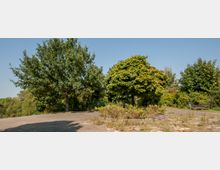 Offener Platz mit Pflastersteinen, umgeben von dichter Vegetation und Bäumen, darunter ein größerer Baum in der Mitte mit runden, grünen Kronen. Rechts ist eine Parkbank zu sehen, im Hintergrund blauer Himmel.
