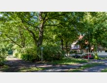 Schattige Straße mit großen Laubbäumen und einem weißen Wohngebäude mit rotem Ziegeldach im Hintergrund. Ein Gehweg verläuft am Rand, daneben geparkte Autos und ein Verkehrsschild.