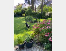 Garten mit gepflegtem Rasen, bunten Blumenbeeten und Sträuchern. Im Vordergrund stehen Blumentöpfe mit Kräutern und rosa Rosensträucher, im Hintergrund sind Wohnhäuser mit Schrägdächern und ein Zaun zu sehen; ein schwarz-weißer Hund läuft über den Rasen.