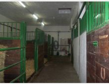 Innenraum eines Pferdestalls mit einzelnen Boxen aus Holz und grünem Metallgitter. Der Boden besteht aus Beton, in den Boxen liegt Stroh, und an der Rückwand hängen verschiedene Werkzeuge und Seile.