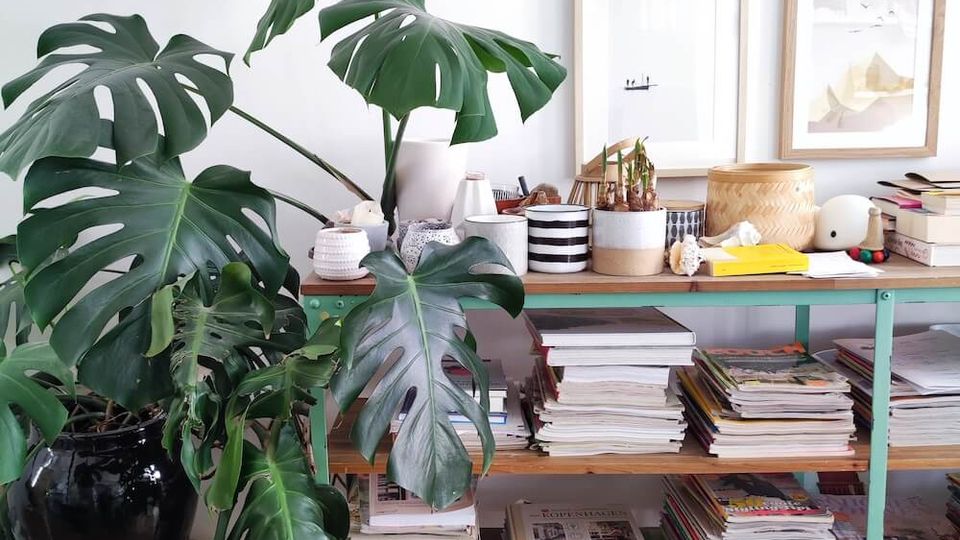 A cozy interior featuring a wooden shelving unit with a light green metal frame, filled with neatly stacked books and magazines. The top shelf is decorated with potted green plants, small ceramic items, and framed art prints on a white wall in the background.