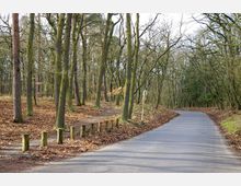 Ein Weg, der durch einen lichten Wald mit hohen, laublosen Bäumen und einem mit Herbstlaub bedeckten Boden führt. Rechts des asphaltierten Weges ragen mehrere verteilte Baumstämme in die Höhe, während links Holzpfosten eine kleine Abtrennung markieren.