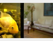 Ein gelber Fisch in einem Aquarium im Vordergrund, daneben ein Wohnzimmer mit weißen Sofas, einem Glastisch und einer Pflanze im Hintergrund.