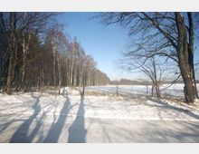 Eine winterliche Landschaft mit schneebedecktem Boden, kahlen Bäumen im Vordergrund und einem dichten Wald aus Birken und anderen Laubbäumen im Hintergrund. Der Himmel ist klar und blau, während lange Schatten der Bäume auf den Schnee fallen.