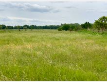 Weite Wiese mit hohem, grünem Gras, im Hintergrund Bäume einer bewaldeten Landschaft unter einem bewölkten Himmel.
