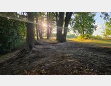 Lichtung in einem Laubwald mit großen Baumstämmen und freiliegenden Wurzeln auf sandigem Boden. Tief stehende Sonne scheint durch die Bäume, rechts grenzt eine sonnige Wiese an den Waldrand.