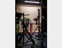 Ein Fotostudio mit einem beigefarbenen Hintergrund, einer pinken Säule und einer Topfpflanze im Vordergrund. Kameraequipment und Beleuchtungsstative sind um die Szene herum sichtbar.